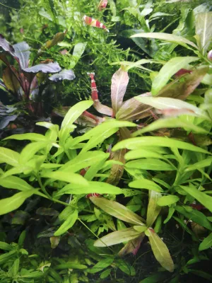 Hygrophila polysperma a H. polysperma 'Rosanervig'