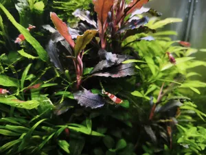 Trocha ruduchy na bucce