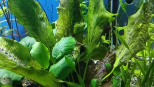 ako by "aponogeton", umělý. ten umělec - ancistrus.