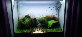 HF
