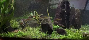 Diversa 250 nový začátek