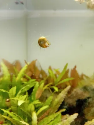 zdetlej šnek. V kategorii hororových prvků akvária jasný favorit