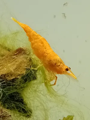 kreveta s dafnií v pozadí