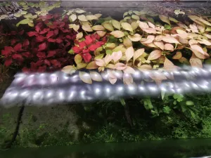 Ludwigia repens super red & inclinata dark orange