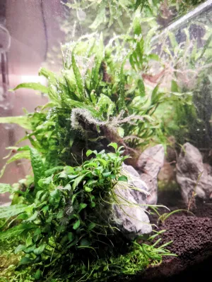 Prázdné místo po rotale