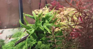 Nová Ludwigia inclinata dark orange