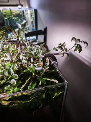 Zvědavá hygrophila pinnatifida