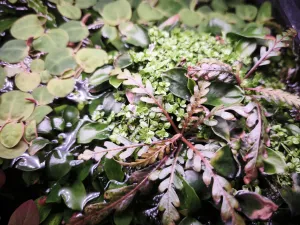 Emerzní pinnatifida, anubias bonsai a hemianthus callitrichoides cuba