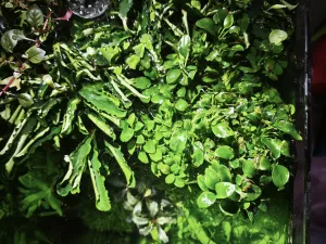 Anubias bonsai po odstranění koberce HC a pinnatifidy
