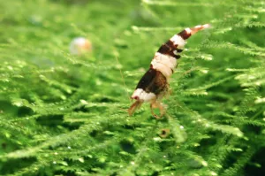 Caridina cantonensis var. Crystal Black