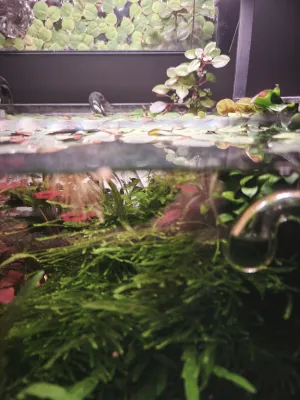 Ludwigia a anubias nad hladinou