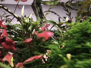 Kvetoucí bucephalandra sintang