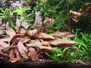 Cryptocoryne wendtii brown