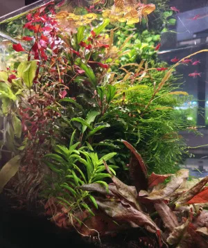Pestrý levobok (úplně vlevo nová Hygrophila corymbosa od Miriho)