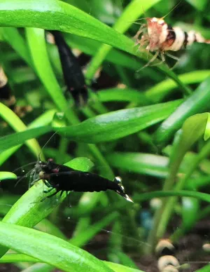 Některé mladší exempláře Caridina Crystal Black jsou až na ocásek celé černé