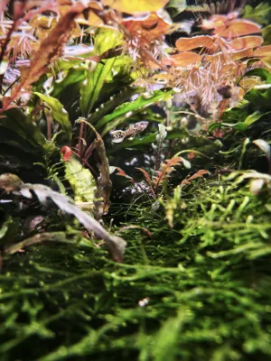 Poecilia wingei tiger
