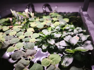 Anubias bonsai nad hladinou Anubias bonsai nad hladinou