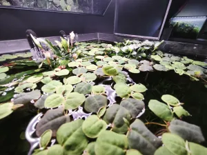 Phylanthus fluitans, Bucephalandra sintang a Anubias barteri var. nana "Bonsai"