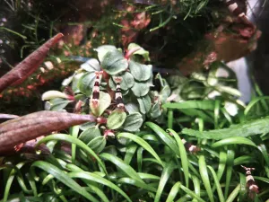 Bucephalandra "Maia" Bucephalandra "Maia"