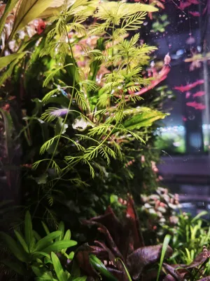 Hottonie od Jar-oslawa