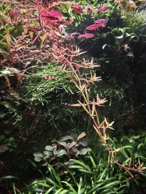 Strategie obsazování volného prostoru - Rotala H'ra