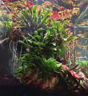 Hygrophila corymbosa začala přesahovat možnosti tohoto akvárka a byla přesazena do třístovky (prázdné místo vlevo)