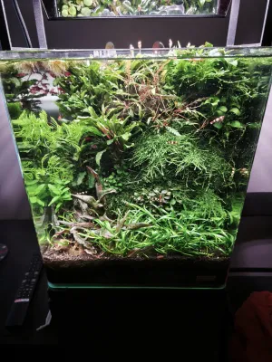 Bucky kvetou pod i nad hladinou