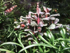 Bucephalandra Maia po téměř čtyřech měsících