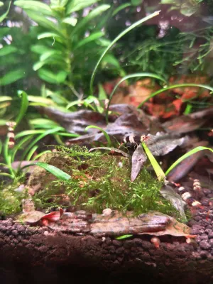 Phoenix moss z Invitalu se stále nechce rozrůstat 