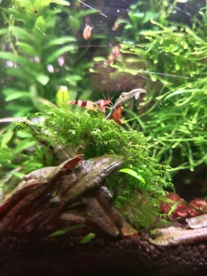 Fissidens se pomalu rozrůstá