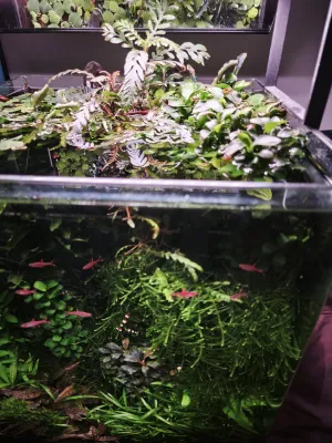 Emerzní pinnatifida, anubias a bucephalandra