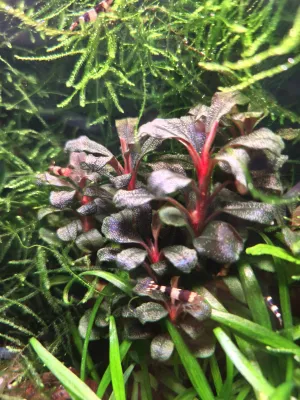 Drobnolistá Bucephalandra Maia po půl roce