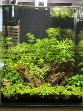 HF