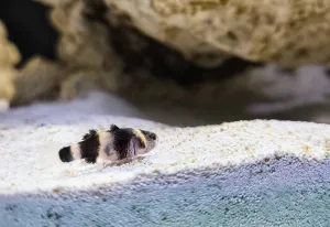 Čmeláček s vybledlými barvami nachystaný ke tření