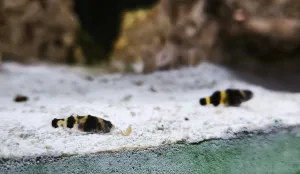 B. sabanus a B. doriae