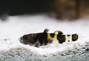 Brachygobius sabanus
