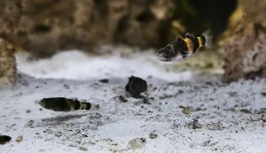 Brachygobius sabanus vs. Brachygobius doriae