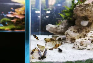 Hlavačky shánějí něco k snědku. V pozadí Zubík na svém oblíbeném stanovišti pod převisem