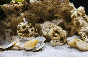 Hlavně nenápadně...