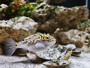 Bříško se mu zakulatilo...