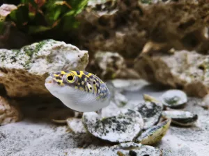 ...ale býval břichatější