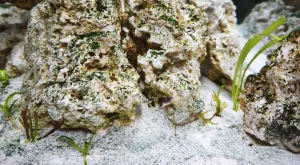 Živořící Šípatka šídlatá