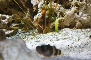 Nový list Šípatky...