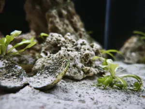 Solence Valerandově se celkem daří