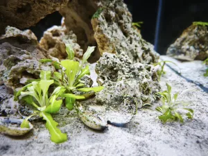 Solenka Valerandova po dvou měsících v brakické vodě 