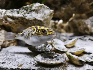 Zubík se nám zase pěkně zakulatil