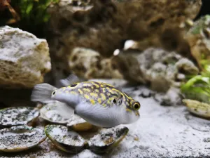 Jestli je Zubík holka, tak za umístění téhle nelichotivé fotky na net by mě nejspíš nenáviděla
