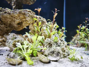 Solenka Valerandova a parviflorus red