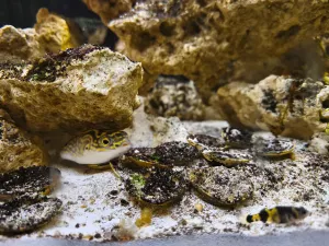 Druhá oblíbená schovka 