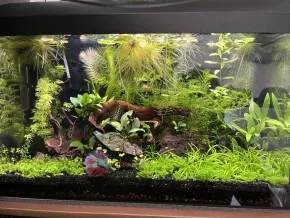 Akvárium 37l